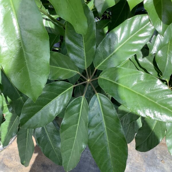 Schefflera 7G (Schefflera Amata)