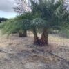 Phoenix Sylvestris Double p/mtr