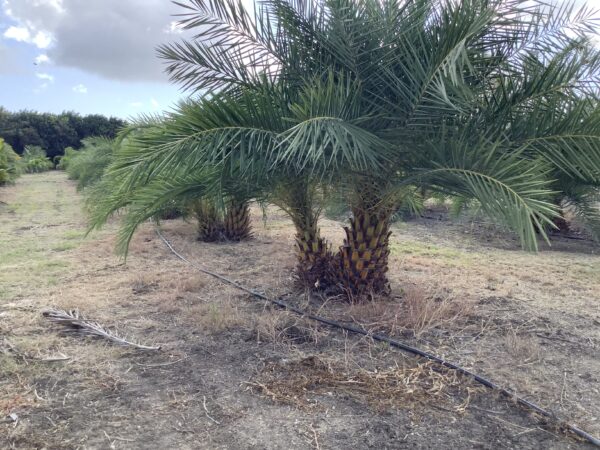 Phoenix Sylvestris Double p/mtr