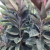 Ficus Elastica Burgundy rubber plant 7G