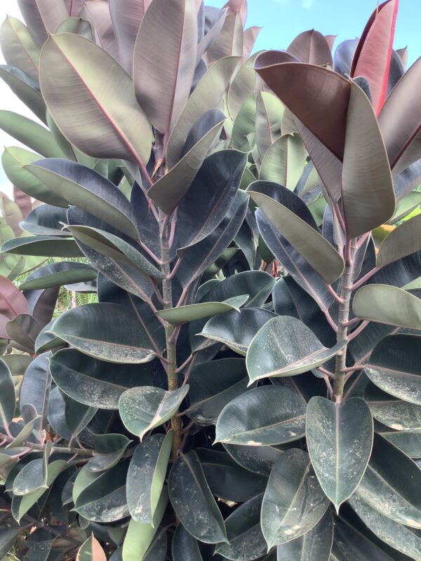 Ficus Elastica Burgundy rubber plant 7G