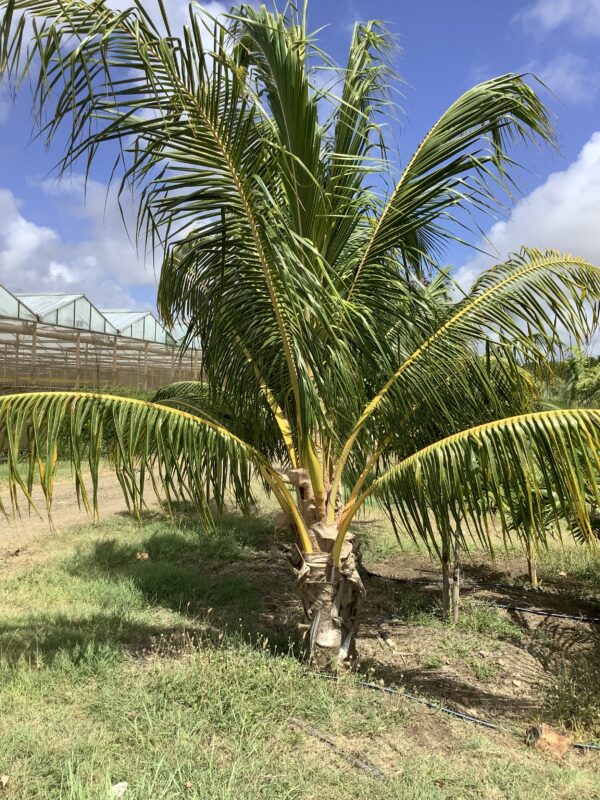 Coconut Palm (cocos nucifera) p/mtr