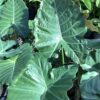 Alocasia 7G(Mayan mask)