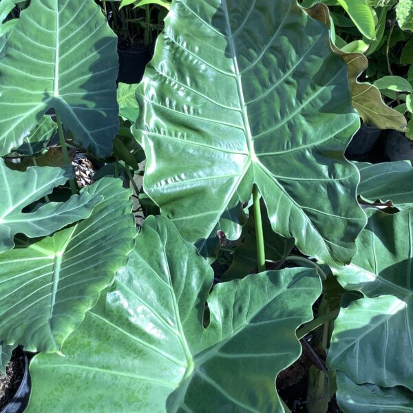 Alocasia 7G(Mayan mask)