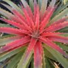 Bromelia Humilis 3G