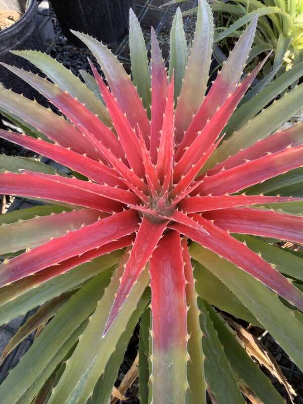 Bromelia Humilis 3G