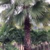 Washingtonia p/mtr