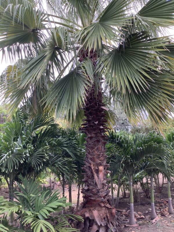 Washingtonia p/mtr