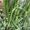 Dracaena marginata madagascar 3G (Dracaena Marginata)