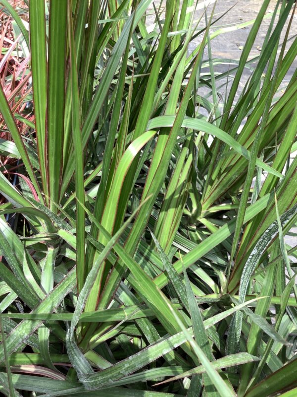 Dracaena marginata madagascar 3G (Dracaena Marginata)