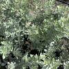 Silver Buttonwood 3G
