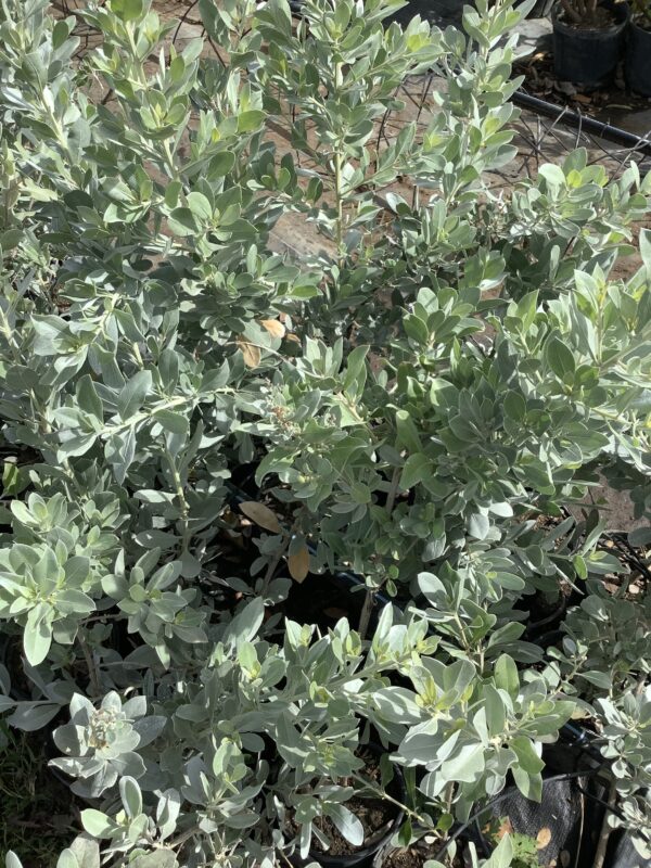 Silver Buttonwood 3G