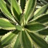Agave Quadricolor 1G