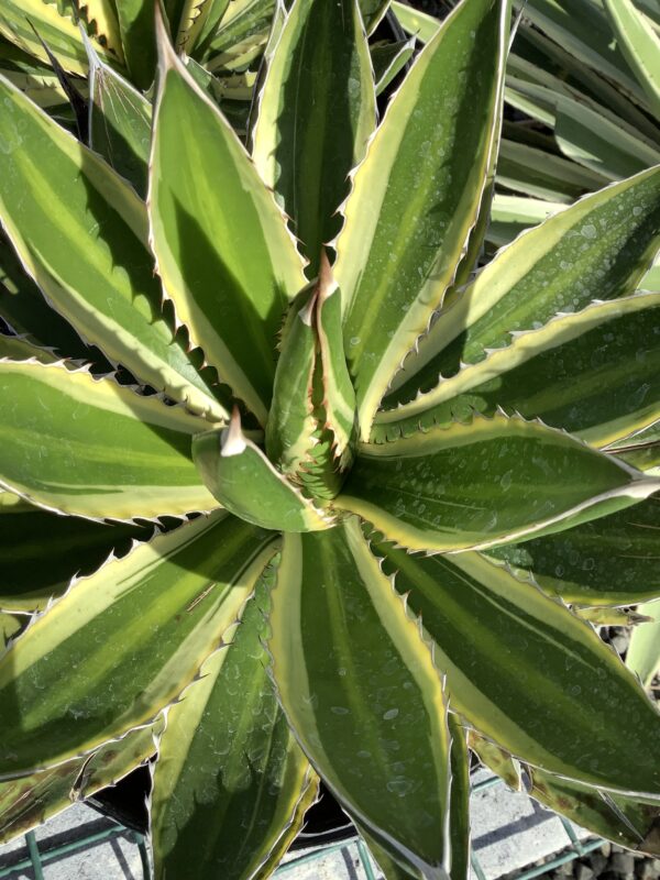 Agave Quadricolor 1G