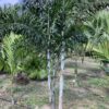 Foxtail Palm Triple p/mtr