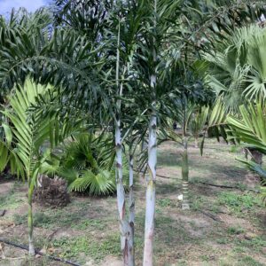 Foxtail Palm Triple p/mtr