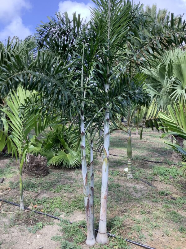Foxtail Palm Triple p/mtr
