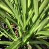 Agapanthus  3G (Lily of the Nile)