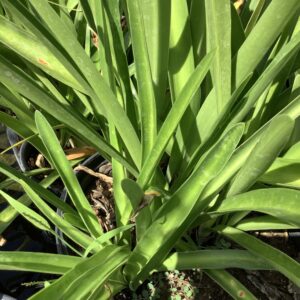 Agapanthus  3G (Lily of the Nile)