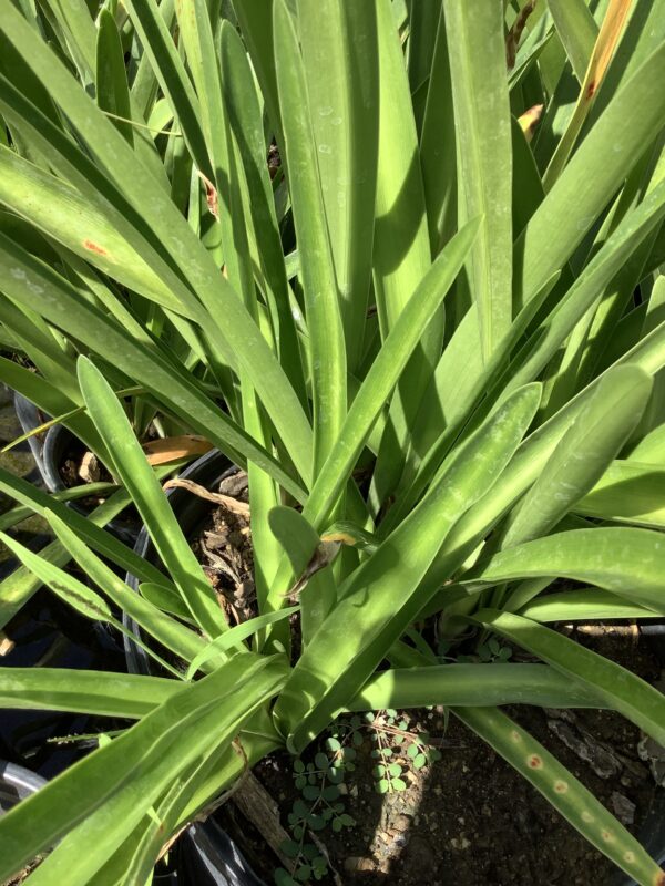 Agapanthus  3G (Lily of the Nile)