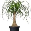 Ponytail 1G (Beaucarnea Recurvata)