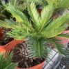Sago palm 7G (Cycas revoluta)