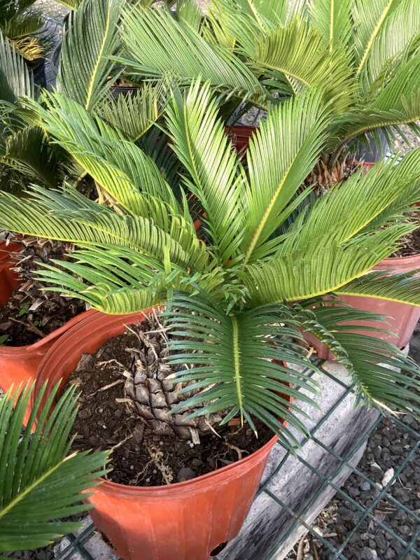Sago palm 7G (Cycas revoluta)