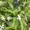 Jasmine Netty 7G (Tabernaemontana divaricata 'Netty')