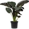 Alocasia 7G (Regal Shields)
