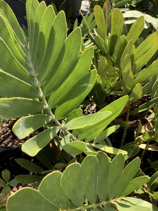 Zamia Card board 7G (Zamia Furfuracea)