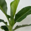 Banana  Musa  15G