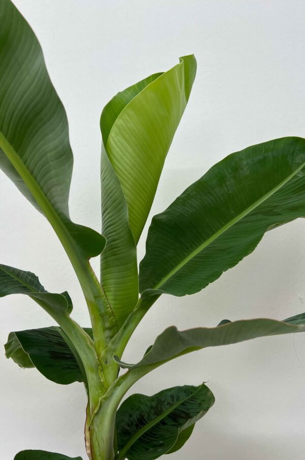 Banana  Musa  15G