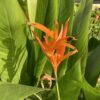Heliconia 3G (Choconiana dwarf orange)