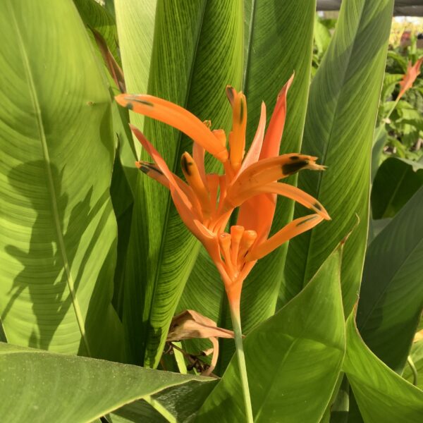 Heliconia 3G (Choconiana dwarf orange)