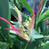 Heliconia 3G ( Lady Di )