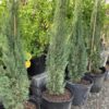 Italian Cypress 7G