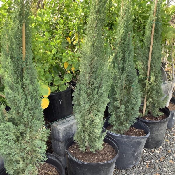 Italian Cypress 7G