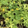 Arachis - pindaplant