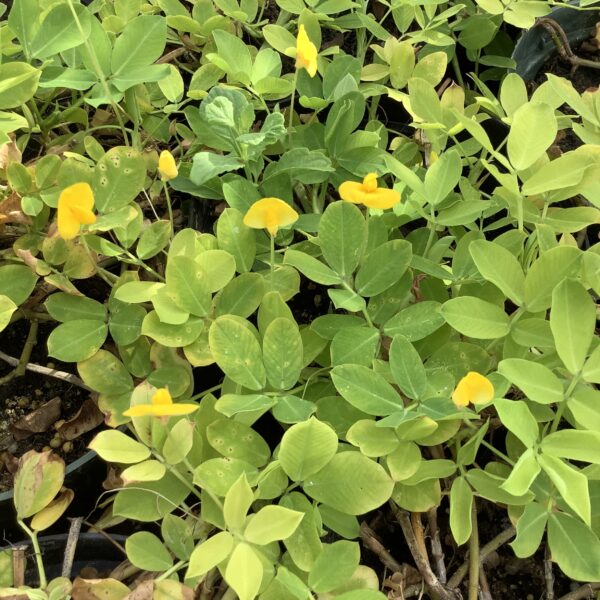 Arachis - pindaplant