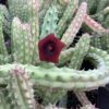 Huernia Schneideriana 1G