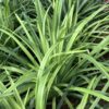 Liriope Super Blue 1G