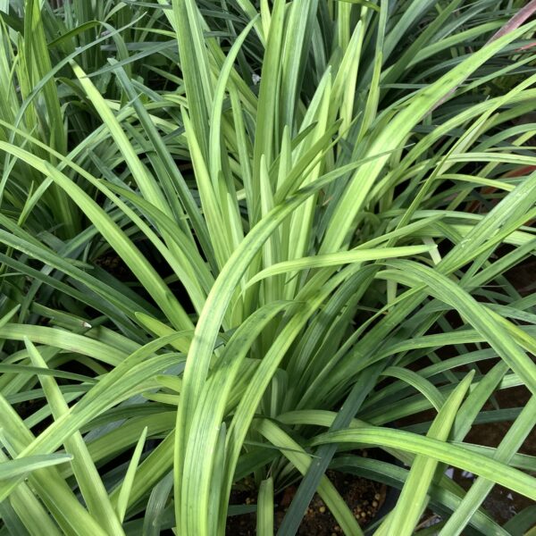 Liriope Super Blue 1G