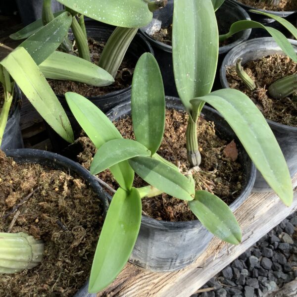 Orchid inheems 1G