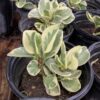 Pepperomia variegated 1G  (Peperomia pellucida)