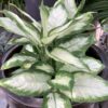 Achlomena 1G