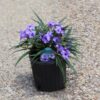 Ruellia Dwarf  Divers 1G (Ruellia Brittoniana compacta katie)