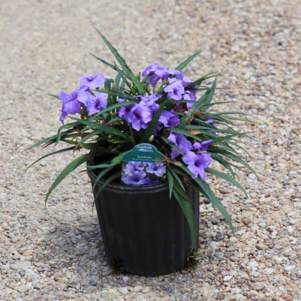 Ruellia Dwarf  Divers 1G (Ruellia Brittoniana compacta katie)