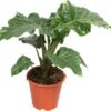 Alocasia 3G (Low Rider)