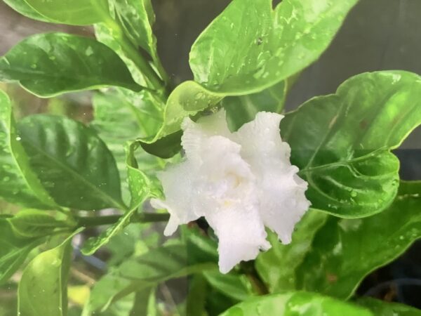 Jasmine coffee rose  - Tabernaemontana divaricata 7G