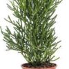 Euphorbia Potlood 3G